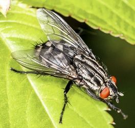 Sarcophagidae sp