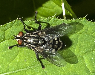 Sarcophagidae sp