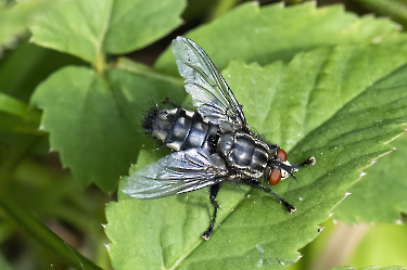 Sarcophagidae spec.