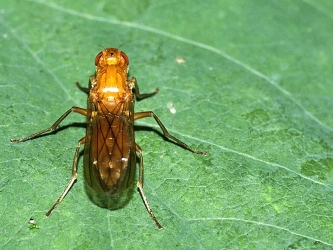 Scathophaga inquinata