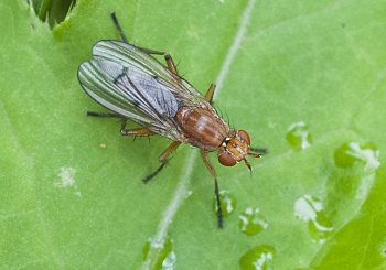 Scathophaga inquinata