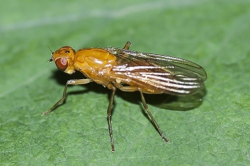 Scathophaga inquinata