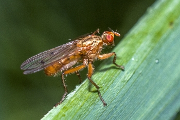 Scathophaga spec.