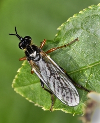 Sepedon sphegea