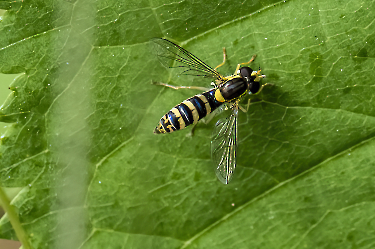 Sphaerophoria spec.