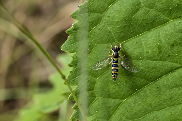 Sphaerophoria spec.