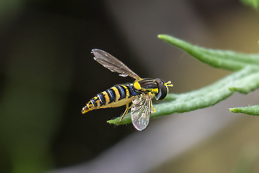 Sphaerophoria spec.