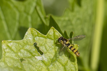 Sphaerophoria taeniata