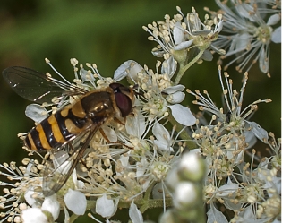 Syrphus ribesii