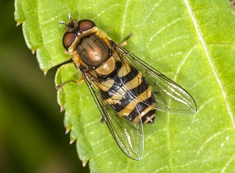 Syrphus torvus