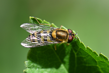 Syrphus torvus