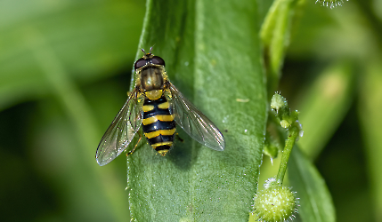 Syrphus torvus