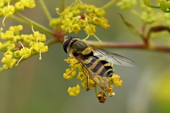 Syrphus vitripennis