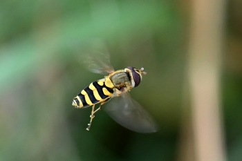 Syrphus vitripennis