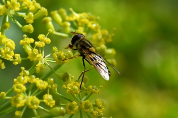 Syrphus vitripennis