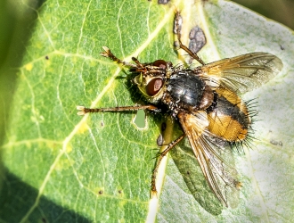 Tachina fera