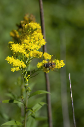 Tachina fera