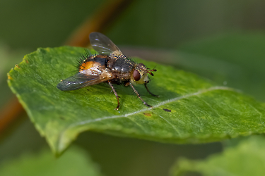 Tachina fera