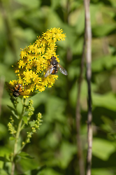 Tachina fera