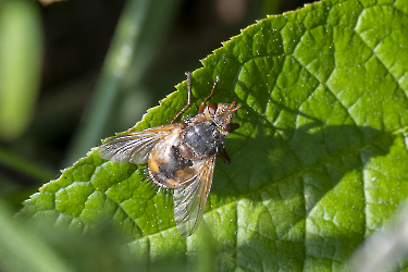 Tachina fera