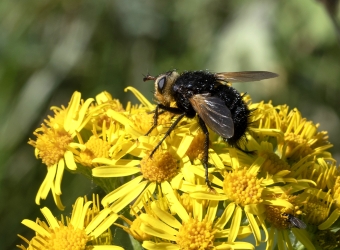 Tachina grossa