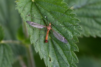 Tipula fascipennis