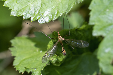 Tipula fascipennis