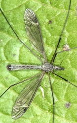 Tipula luna