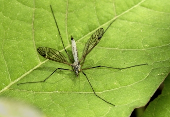 Tipula luna