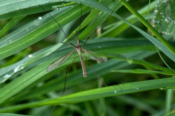 Tipula luna