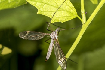 Tipula luna