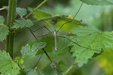 Tipula luna