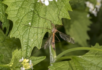 Tipula lunata