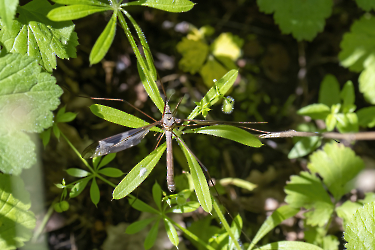 Tipula maxima