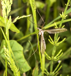 Tipula oleracera