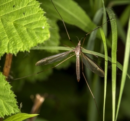 Tipula oleracera