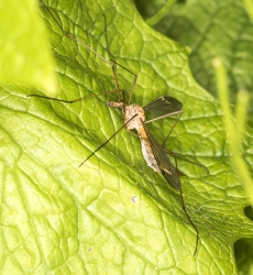 Tipula oleracera