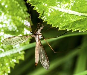 Tipula paludos_2