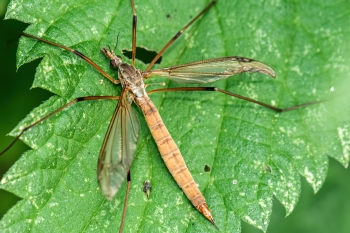 Tipula paludosa