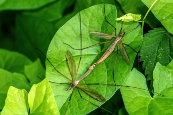 Tipula paludosa