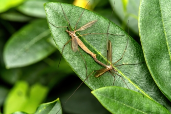 Tipula paludosa