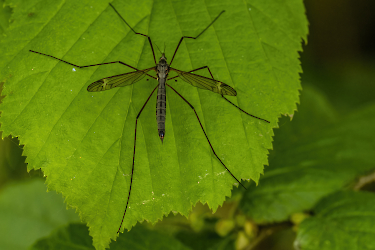 Tipula paludosa