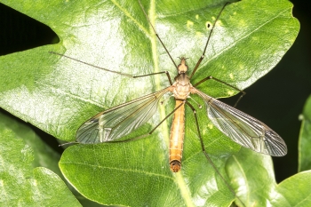 Tipula spec. 02