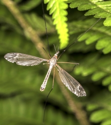 Tipula spec. 03