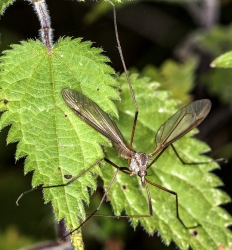 Tipula spec. 05