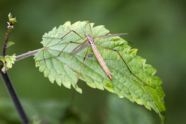 Tipula spec.