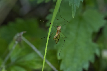 Tipula spec.