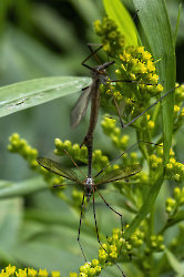 Tipula spec.