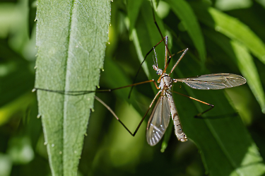 Tipula spec.