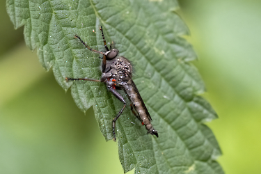 Tolmerus atricapillus